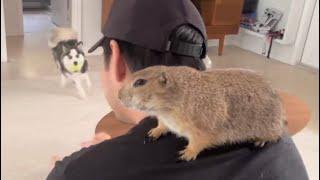 Poppy snacks on Dads shoulder while Penelope plays ball ️