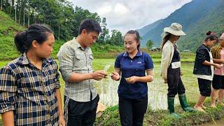 Harvesting bean tubers - Grow rice with villagers to earn extra income - Ly Thi Tam