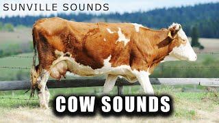 Cow Sounds | Animal Sounds with Peter Baeten