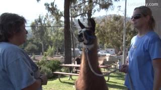 LYDIA HIBY, Animal Communicator: Llamas