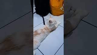 Mama gigit nih #trending #cat #kucing