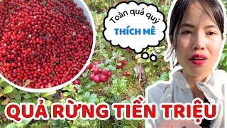 Wild fruits that earn millions of dong every day in Finland - Thuy Jyri Family Finland