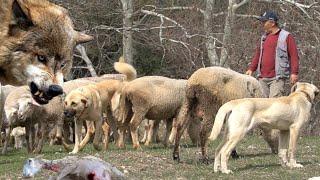 3 TANE KURT KÖPEKLERİ ATLATIP SÜRÜYE GİRDİ ! ÇOBAN KÖPEĞİ İLE KURT KARŞILAŞMASI, KURDUN OYUNU KANGAL