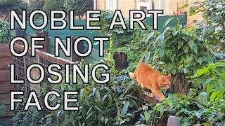 Alvi cat : the noble art of not losing face