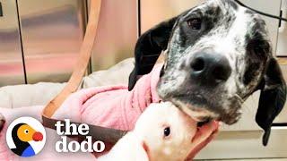 Teeny Tiny Puppy Grows Up Into A Gentle Giant | The Dodo Little But Fierce