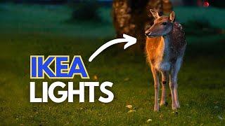 Using Lights to Photograph Wildlife｜Sony A7RV