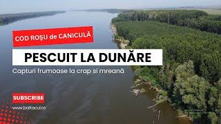 Pescuit la Dunăre după crap si mreană! Provocare pe caniculă! BONUS - Cine sapă șanțurile in pădure?