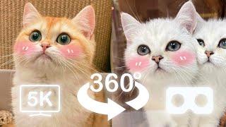 Cute Baby Cats keep Sniffing You | VR 360 Cat Video | 4K | Virtual Reality