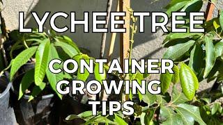 Lychee Tree growing in Containers - Tips and Tricks I use