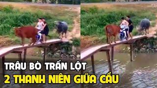 Bò Côn Đồ  nhất hành tinh  - Tổng hợp hài động vật | Tin Việt mới nhất | Tô Tin Tức