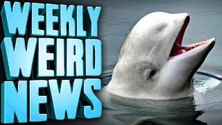 Beloved Former Russian Spy Whale MURDERED? - Weekly Weird News