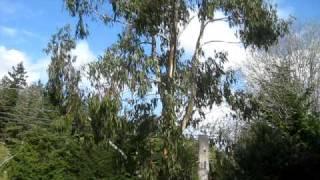 Big Mountain Gum Eucalyptus Tree on Salt Spring Island at the Plant Farm