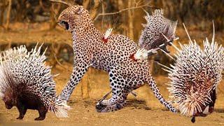 AMAZING Porcupine Kills Leopard - Leopard Accept Painful To Defeat Hedgehog