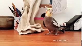 birbded