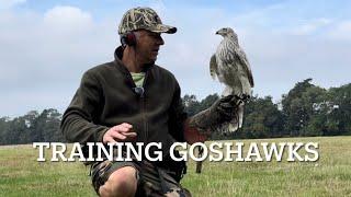 White goshawk: creance training, a snippet from the full movie …