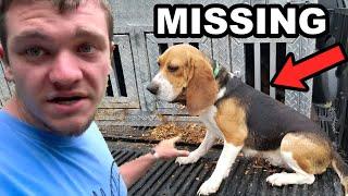 My Hunting Dogs Ran Away... (RIP Beagle Boyz)