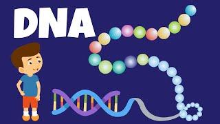 What is DNA? - What does DNA do? - DNA and Genes - The DNA Code