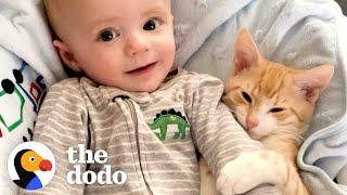 Cat Obsessed With Baby Brother Thinks He’s Also A Baby | The Dodo Cat Crazy