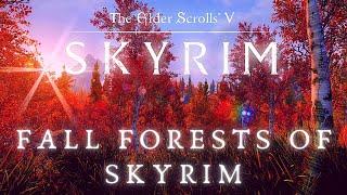 Skyrim 4K Music & Ambience | Fall Forests of Skyrim | Relax | Elder Scrolls Ambient Music [8 Hrs]