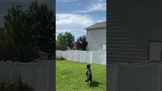 Hemi playing his favorite game Frisbee (black german shepherd)