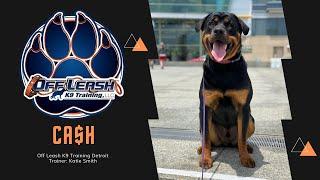 Rottweiler "Cash" l Obedience Training l Trainer Katie Smith