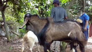 MASIH PERAWAN⁉️ JEBOL SAMA PEJANTAN TANGGUH/KAMBING KAWIN