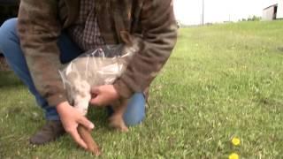 Early Season Grazing - Precision Flock Management 2014