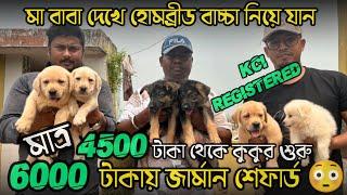 6000 টাকায় জার্মান শেফার্ড | Low Price Puppy In Howrah | Cheapest Dog Kennel In Kolkata