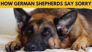 How Do German Shepherds Apologize to Humans?