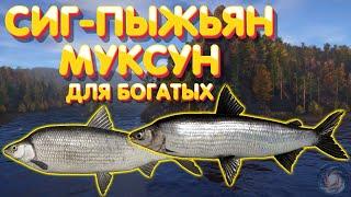 Сиг-пыжьян + Муксун для богатых | р. Нижняя Тунгуска | Русская Рыбалка 4