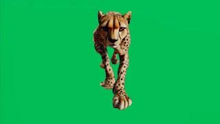 Cheetah Green Screen Animation Walk