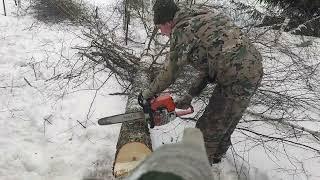 Валка Берёзы Бензопилой Stihl 250 возле Линии Электро Передач