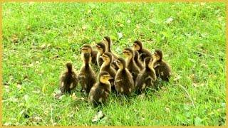 Female Mallard Duck with Baby Ducklings being Attacked