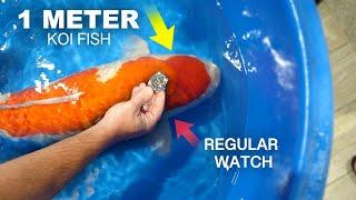 Koi Water Barn UK: Full tour + Very large Koi fish! (1 meter Koi)