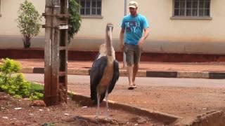 Man Attacked by African Stork