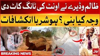 Man Cut Camel Leg on Entering and Eating his Field | Sanghar News | Breaking News