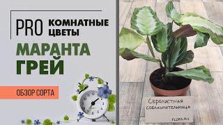 Маранта Грей - обзор сорта | Серебряное перышко | Экзотические растения для озеленения