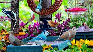 LIVE Cottage Garden Bird Feeder: Orioles, Cardinals, Woodpeckers, and many more birds and critters!