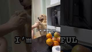 She is all of that and more  #dog #cute #cutenessoverload #goldenretriever #shorts #ytshorts #yt