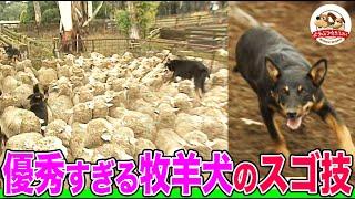 【牧羊犬ケルピー】牧羊王国オーストラリアのチャンピオン犬が登場！なぜそんなに優秀なのか？その秘密に迫ります！！【どうぶつ奇想天外／WAKUWAKU】