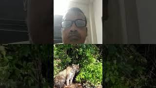 Jaguar calls #jaguarindonesia #animals #wildlife #youtuber #youtube #shortvideo