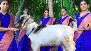 FULL GOAT | Traditional Mutton Kulambu Recipe Cooking in Village | Village Super Cooking