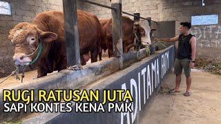 SAPI-SAPI  KONTES TUMBANG DI HANTAM PMK‼️