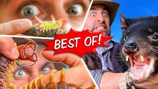 Coyote's Best of 2024! - Centipede Bites, Tazzy Devils, Stinging Caterpillar, Giant Croc, and more!