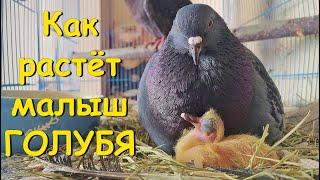Как растёт малыш голубя. How a pigeon is growing up