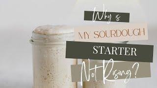 Why Is My Sourdough Starter Not Rising? (Troubleshooting your starter)