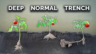 What's The BEST Way To Transplant Tomatoes?