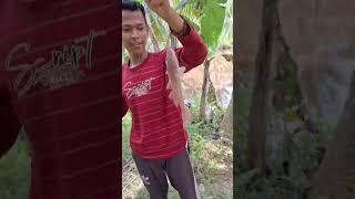 IKAN SILI API YG KATANYA LANGKA, DISINI GAK ADA HARGA DIRINYA!! BAKAR!!!