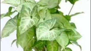 Syngonium plants (Syngonium podophyllum) #trending #new #garden #plants #nature #v #vlog #syngonium