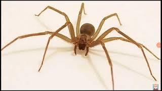 Like and subscribe or this spider will be in your bed tonight